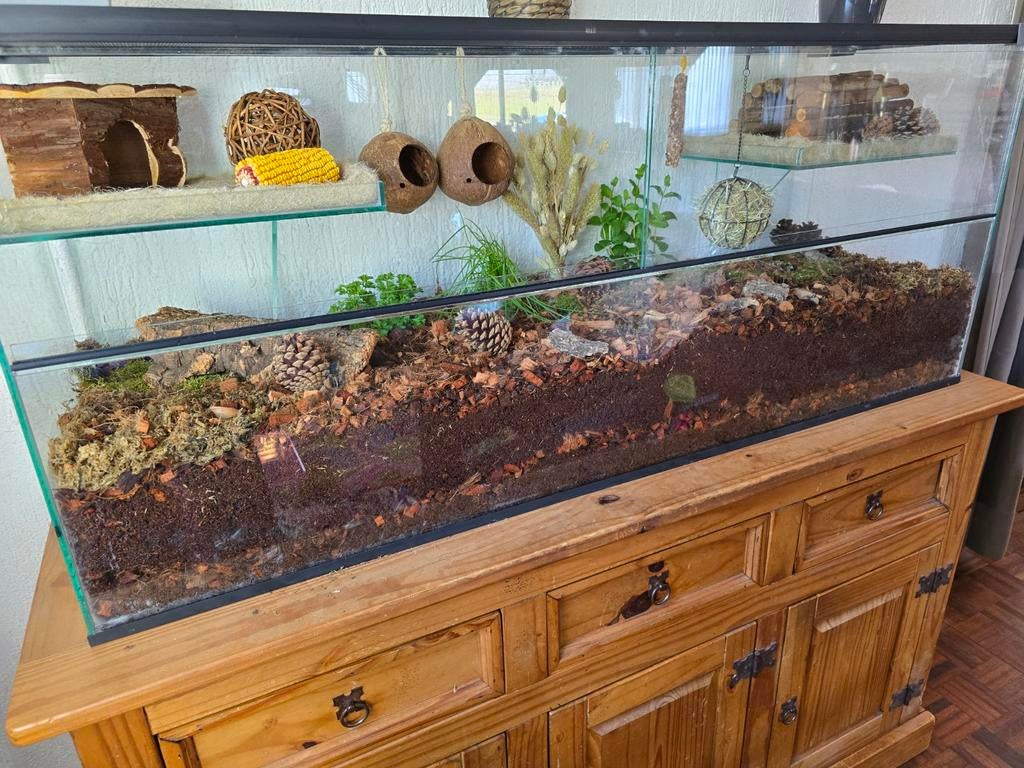 ZGAN Gerbil Terrarium incl Gerbils en toebehoren, Dieren en Toebehoren, Ophalen, Kooi, 110 cm of meer, 60 tot 90 cm