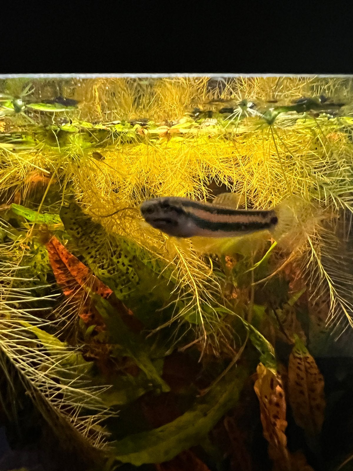 Betta Macrostoma, Vis
