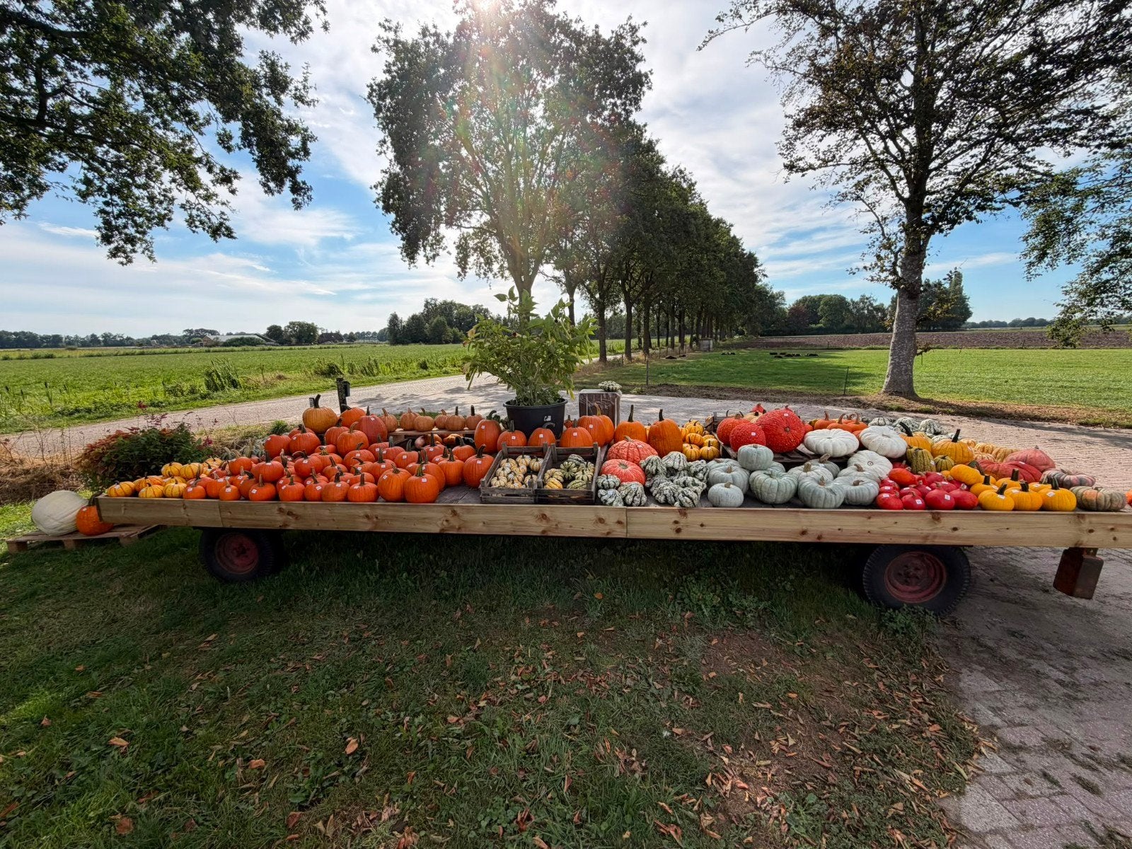 Foto 6 van Groot assortiment pompoenen en kalebassen

Wij verkopen weer