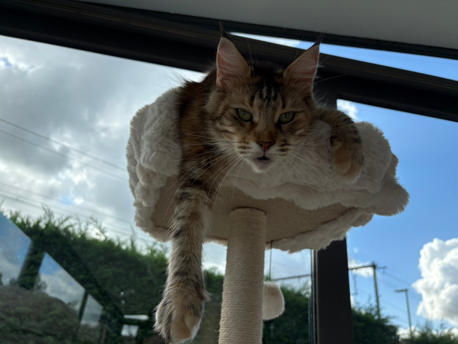 Te koop prachtige Maine coon, Meerdere dieren, Gechipt, 3 tot 5 jaar