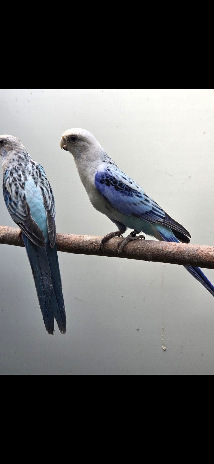 mooi koppel rosella.s., Dieren en Toebehoren, Meerdere dieren, Parkiet, Geringd