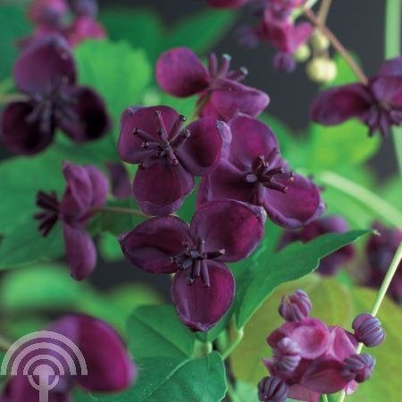 Akebia quinata Chocoladewingerd Schijnaugurk klimmer geurend, Volle zon, Vaste plant, Ophalen of Verzenden, Klimplanten