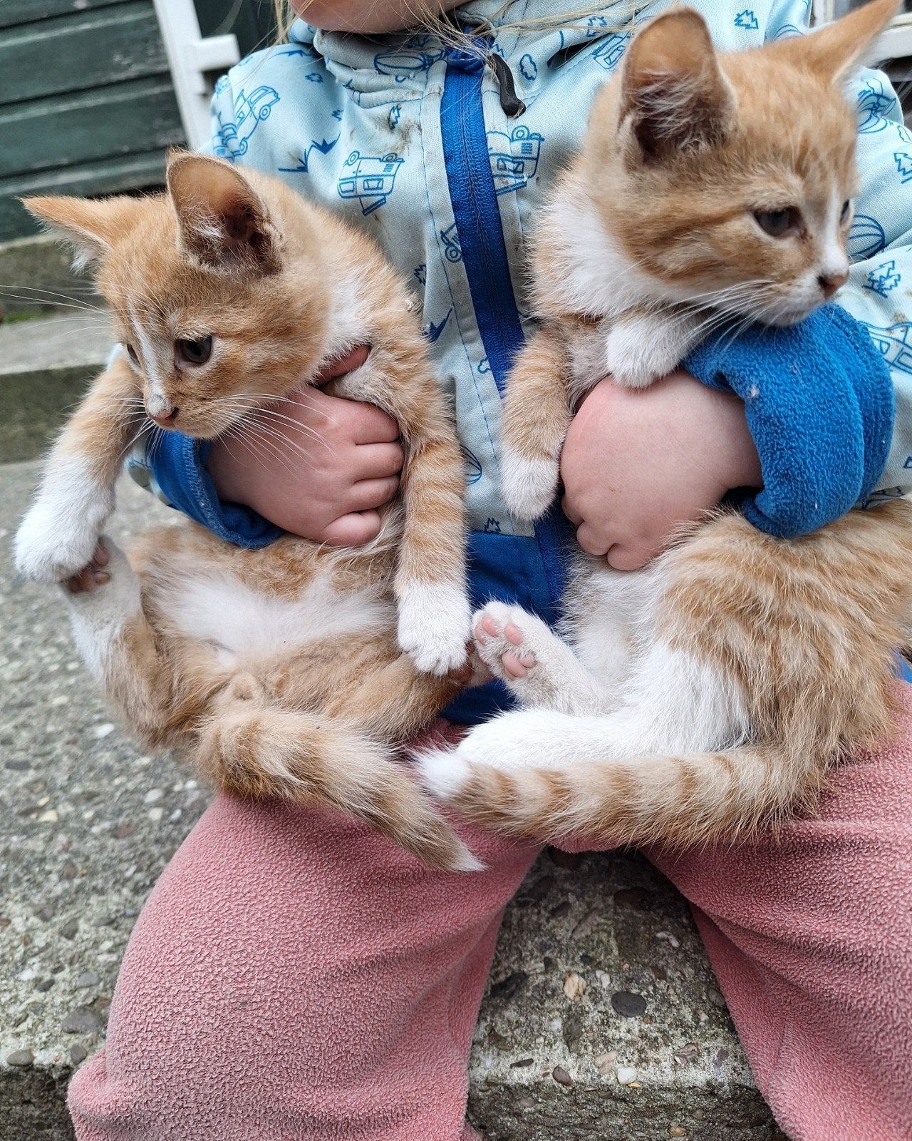 Lieve kittens te koop., Dieren en Toebehoren, Meerdere dieren