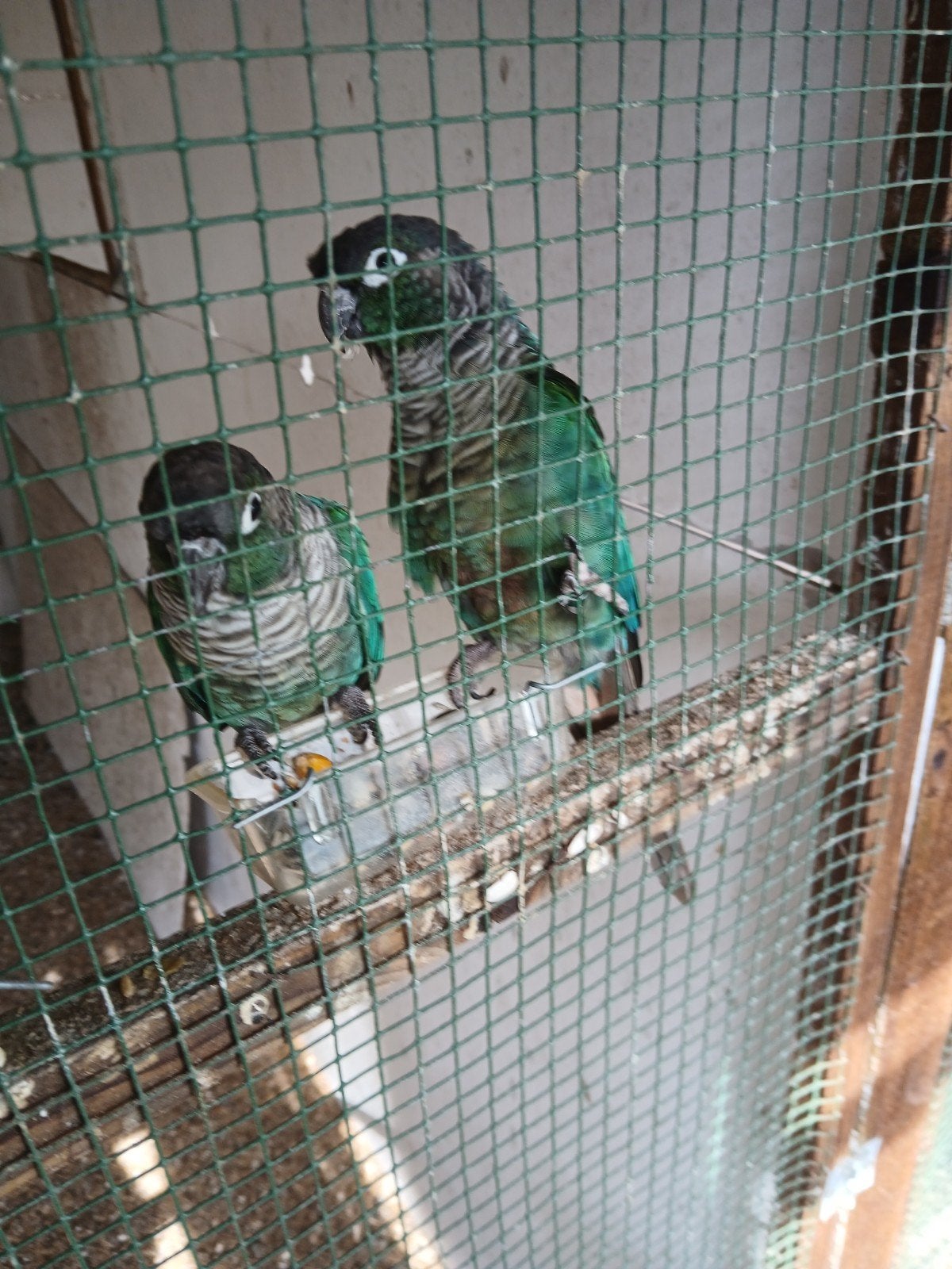 2 tamme pyhurra, Meerdere dieren, Parkiet, Tam