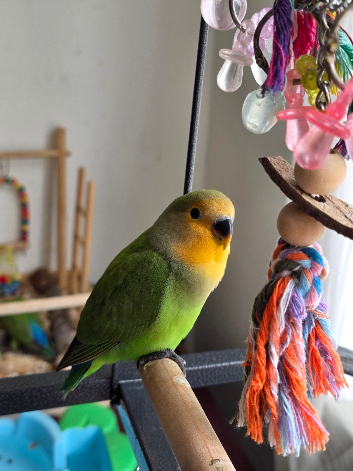 Handtamme agapornis kuikentjes, Dieren en Toebehoren, Vogels | Parkieten en Papegaaien, Dwergpapegaai of Agapornis, Tam