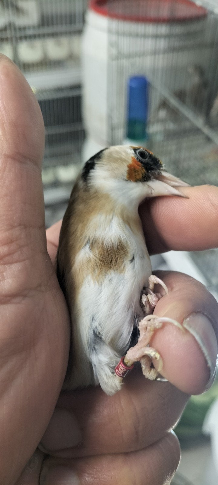 Prachtige Parva putter witkel pop uit 2024 gezonde, geringde, Vrouwelijk, Wildzangvogel