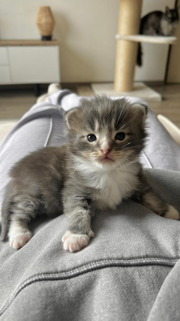 Prachtig Maine Coon katertje met stamboom uit geteste ouders, Kater, Met stamboom, 0 tot 2 jaar