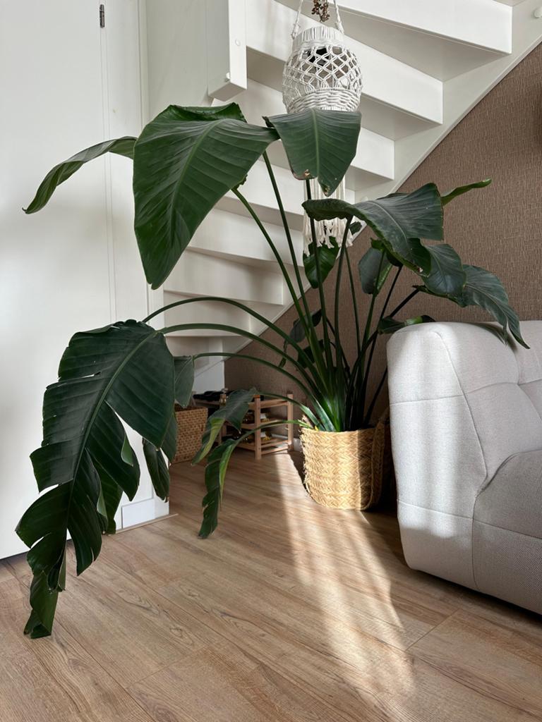 Strelizia groot met mand, Huis en Inrichting, Kamerplanten, Ophalen, Overige soorten, Halfschaduw, In pot