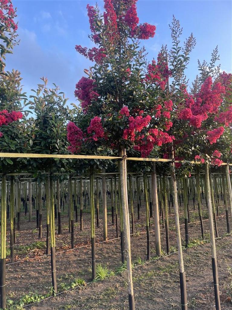 Lagerstroemia bomen in soorten en maten | indische sering, Tuin en Terras, Planten | Bomen, Overige soorten, Volle zon, Ophalen of Verzenden