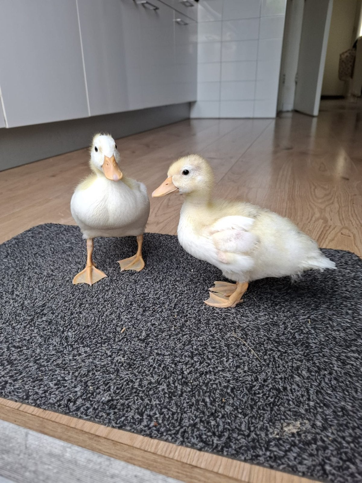 2 Hollandse kwakers., Dieren en Toebehoren, Geslacht onbekend, Eend