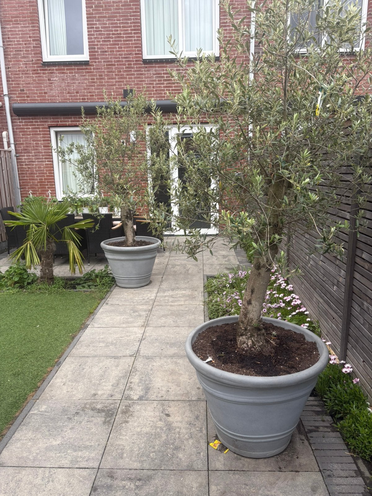 Olijfboom 2 stuks, Tuin en Terras, Planten | Bomen, 100 tot 250 cm, Olijfboom, Zomer, Ophalen