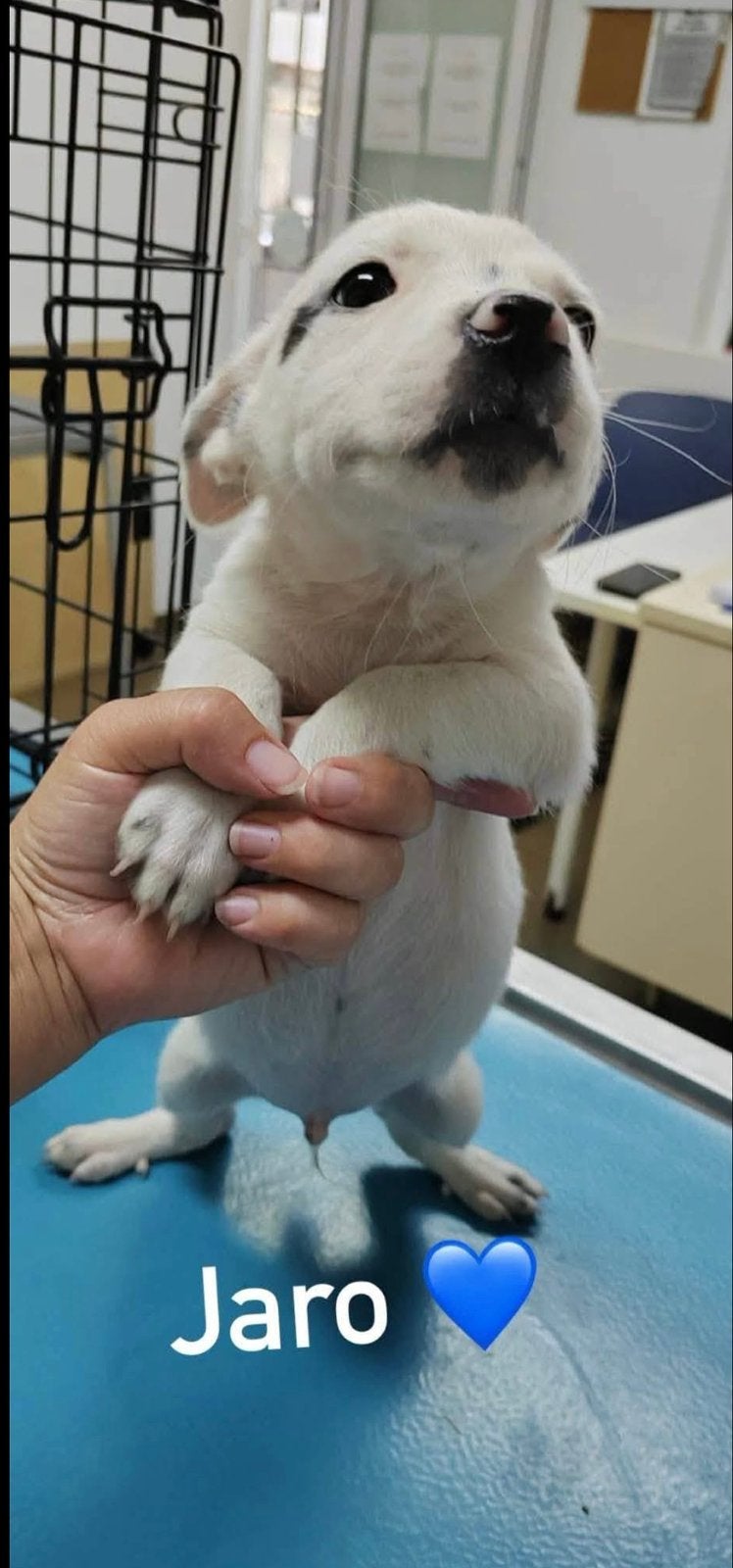 Medium mix pupjes 4 maanden, Dieren en Toebehoren, Honden | Niet-rashonden, Particulier, 15 weken tot 1 jaar, Buitenland, Parvo