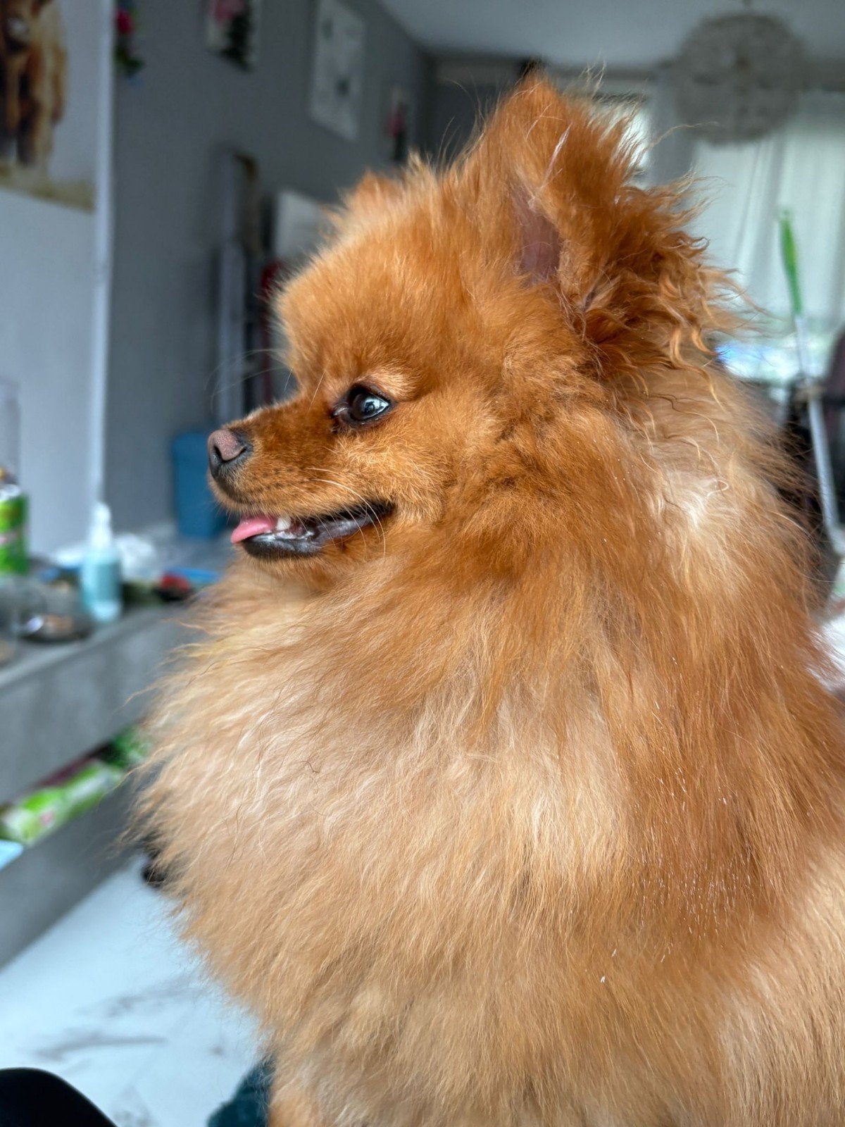 Zeer mooie vrolijke dekreu, Keeshond, Reu, 1 tot 2 jaar, Parvo