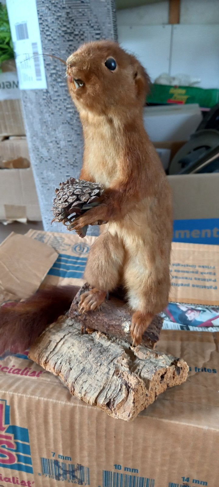 Opgezette eekhoorn met dennenappel, Ophalen of Verzenden, Gebruikt, Wild dier, Opgezet dier