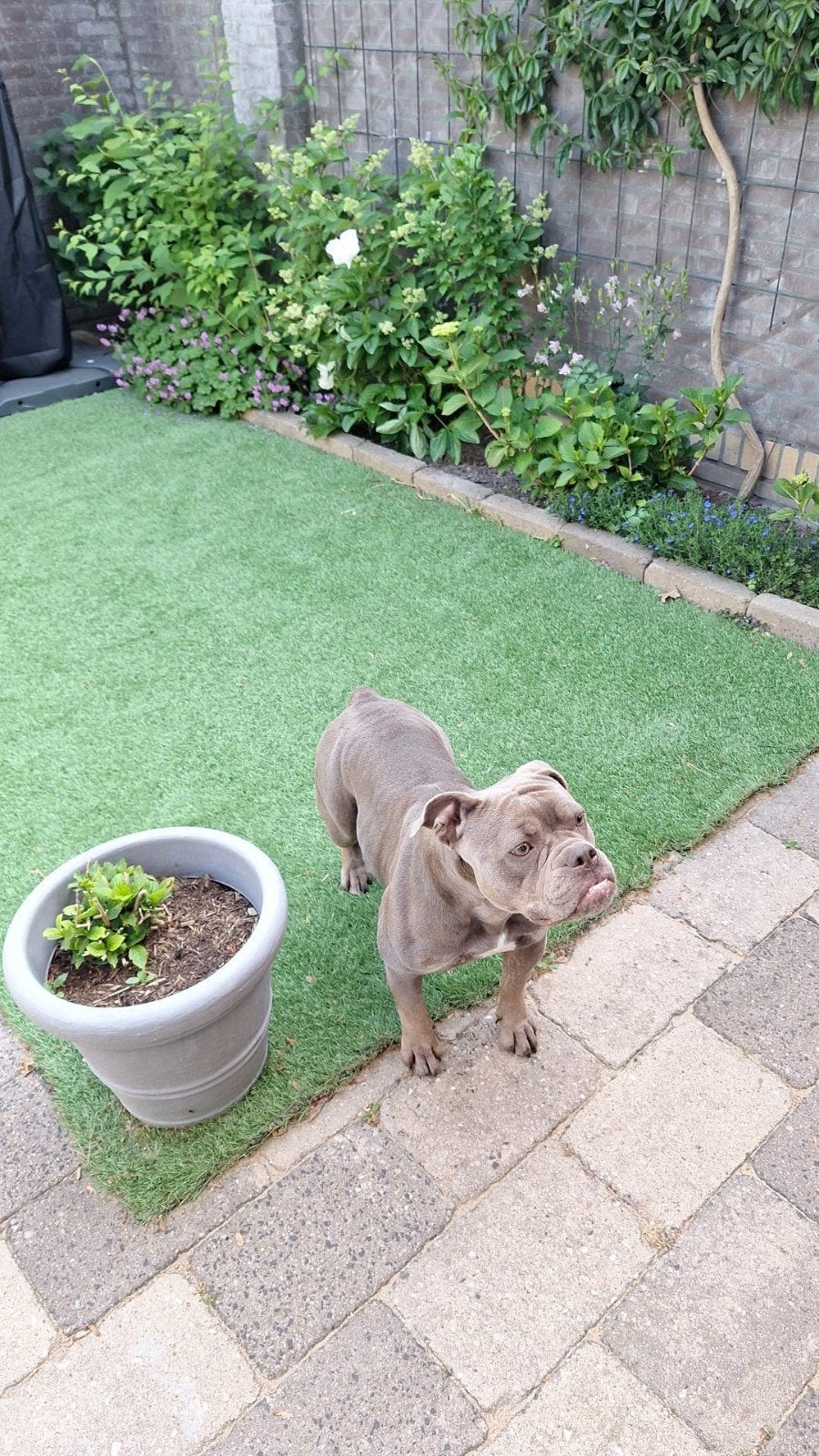honden oppas gezocht oude engelse bulldog., 1 tot 2 jaar, Teef, Bulldog, Eén hond