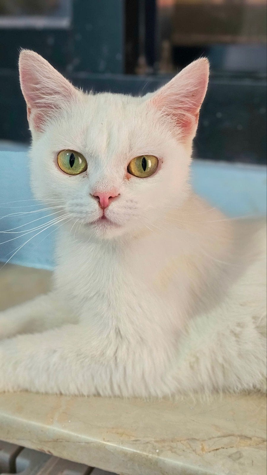 superlieve sukkar, Dieren en Toebehoren, Poes, Kortharig, 0 tot 2 jaar
