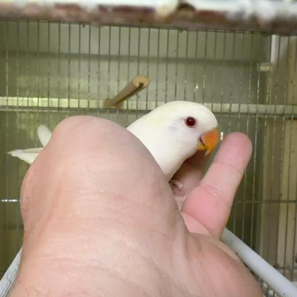 Super tamme agapornis Babys, Meerdere dieren, Dwergpapegaai of Agapornis, Geringd