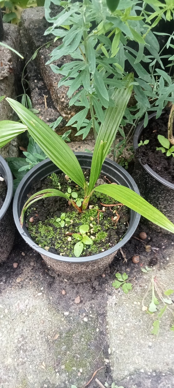 Trachycarpus fortunei - Chinese waaierpalm planten, Tuin en Terras, Volle zon, Ophalen of Verzenden, Minder dan 100 cm, Zomer