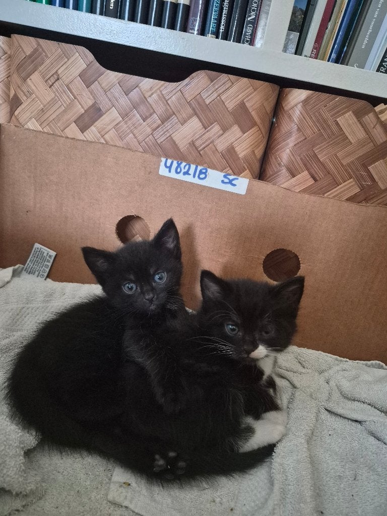 Kittens: nog 1 mannetje en 1 vrouwtje beschikbaar!, Dieren en Toebehoren, Katten en Kittens | Raskatten | Korthaar, Meerdere dieren