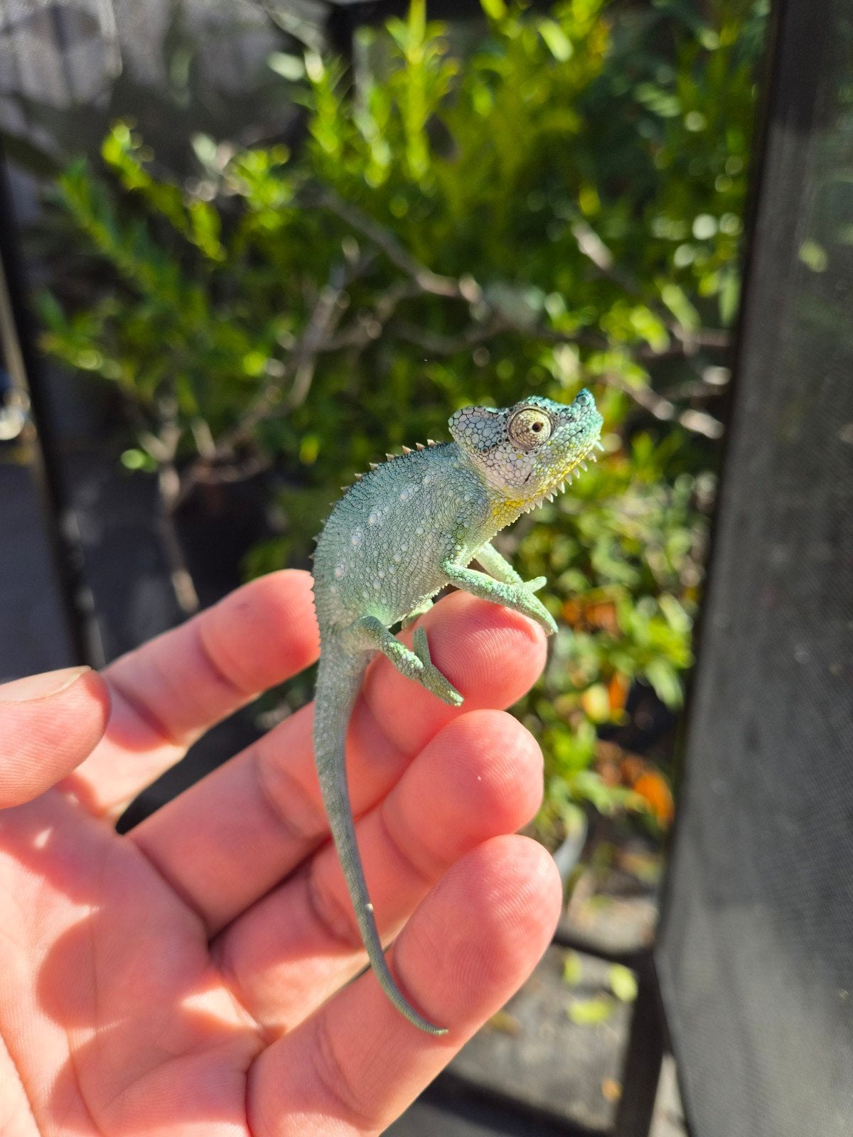 Helmkameleon (Trioceros Hoehnelii) nakweek Chameleon photo 10