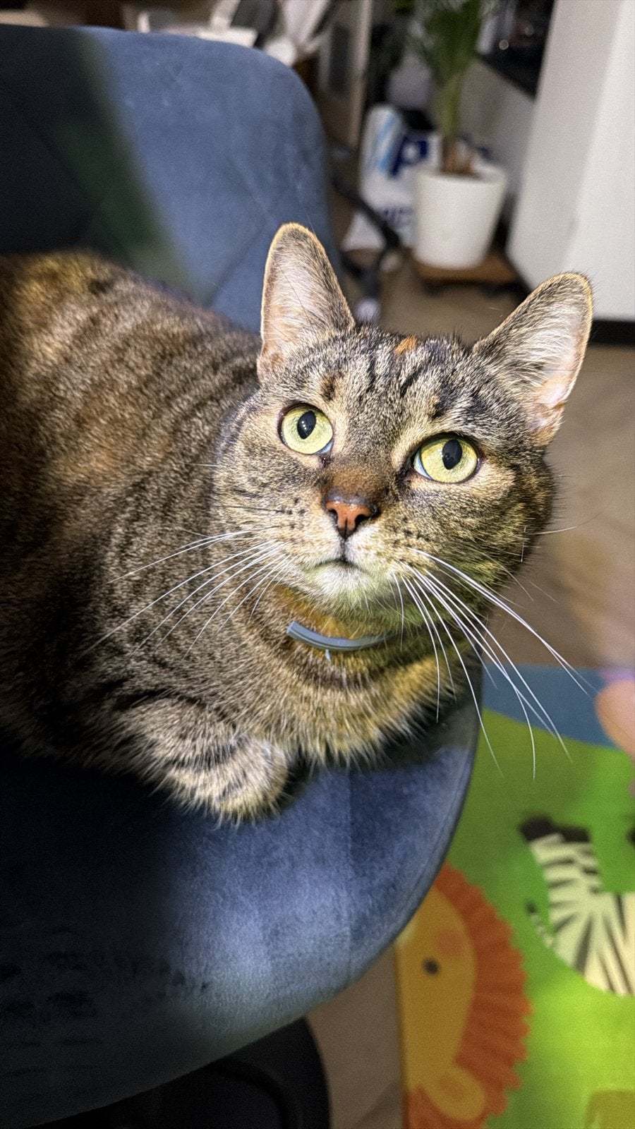 De allerliefste knuffelkat Coco, Poes, Kortharig, 6 jaar of ouder