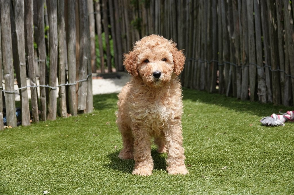 Prachtige Goldendoodle pups (Abrikoos), Dieren en Toebehoren, België, Parvo, Overige rassen, 8 tot 15 weken