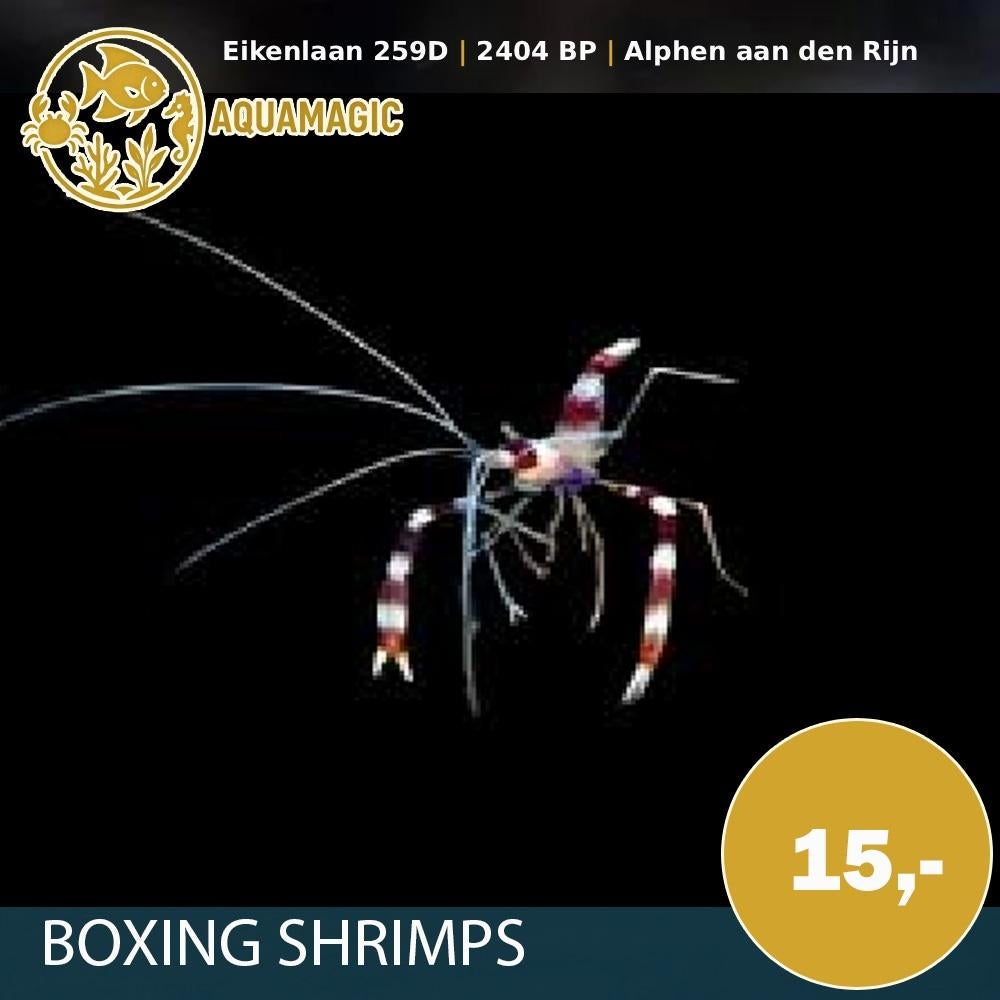 boxing shrimp, Dieren en Toebehoren, Vissen | Aquariumvissen, Kreeft, Krab of Garnaal, Zoutwatervis