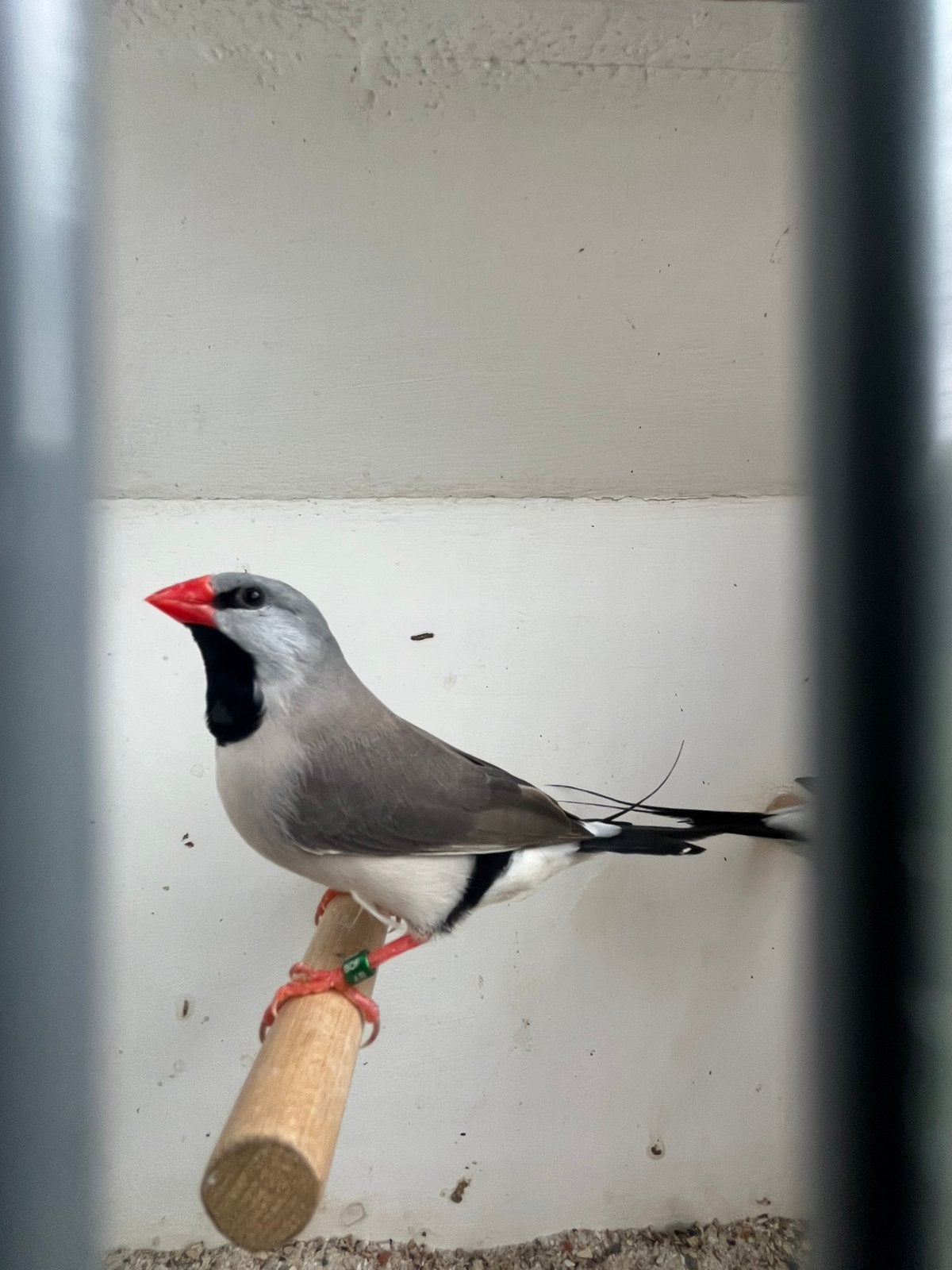 2 spitsstaart amadines beschikbaar, Dieren en Toebehoren, Vogels | Overige Vogels, Meerdere dieren