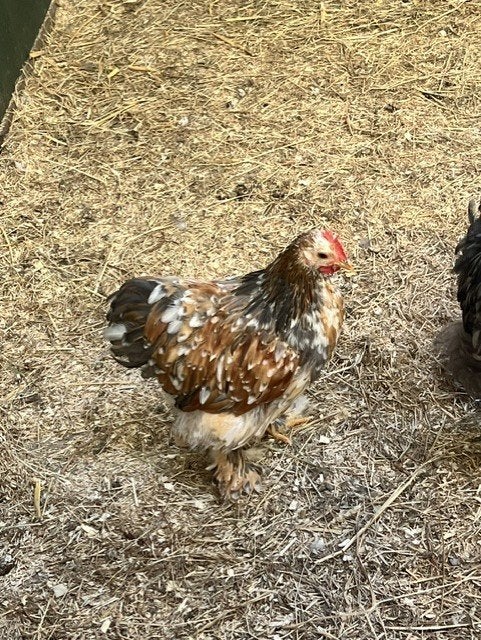 jonge cochin kriel haantjes (glad- en zijdeveer), Mannelijk, Kip