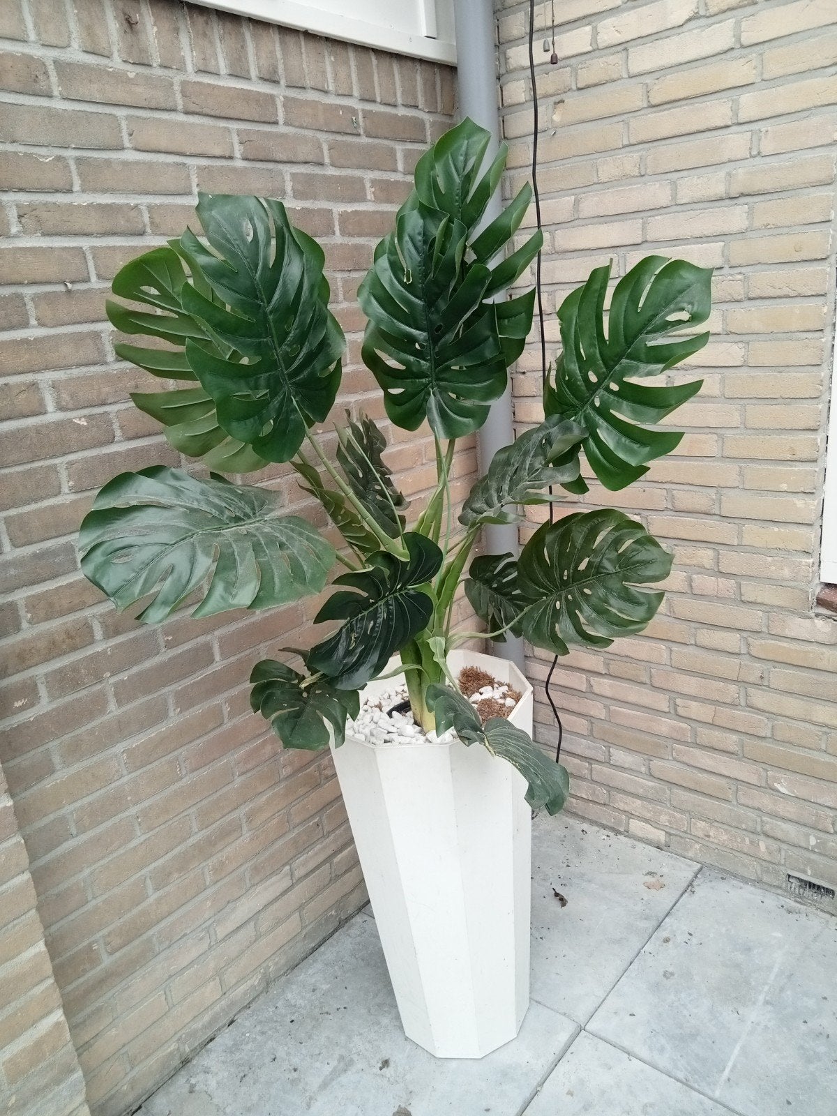Grote kunst Monstera plant in witte pot, Huis en Inrichting, Kamerplanten, Ophalen, Overige soorten, Halfschaduw, In pot