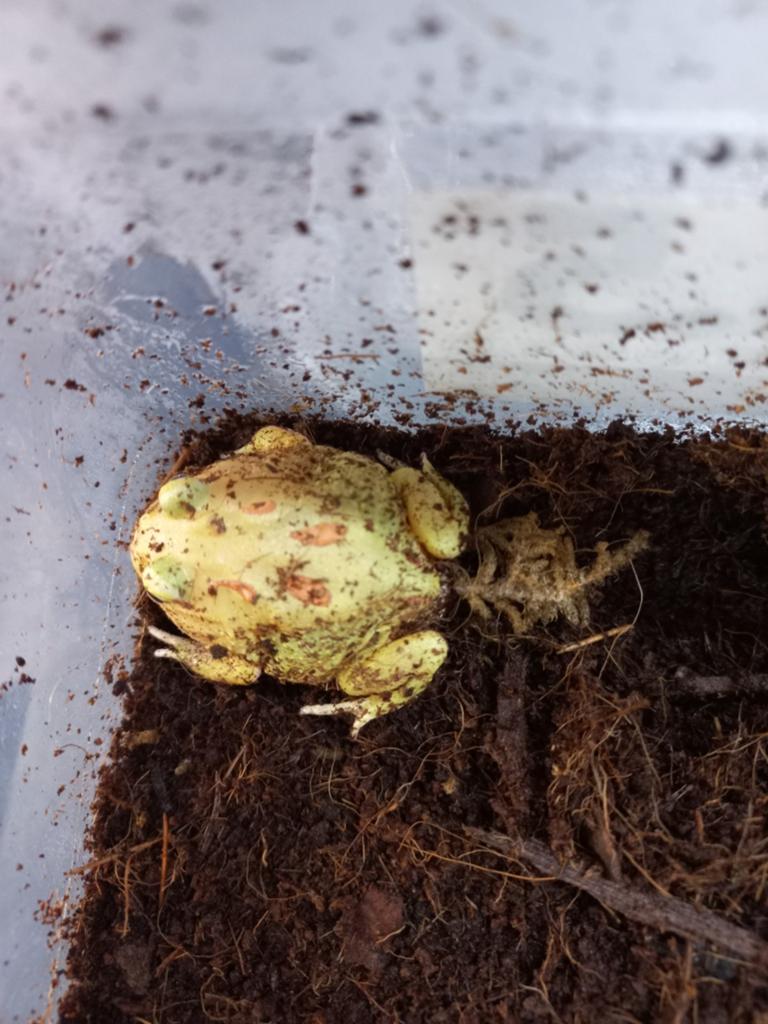 Pacman frog (Lime), Dieren en Toebehoren, Overige soorten