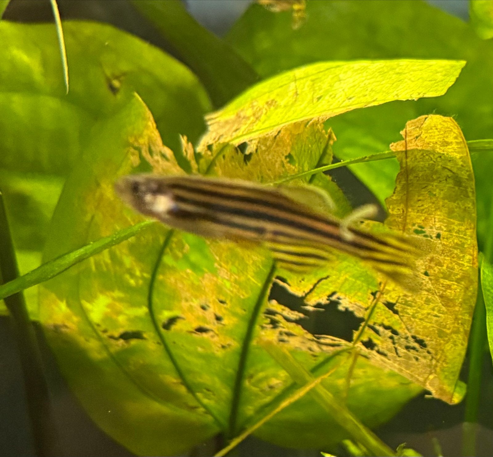 9 Zebra danio’s, Vis