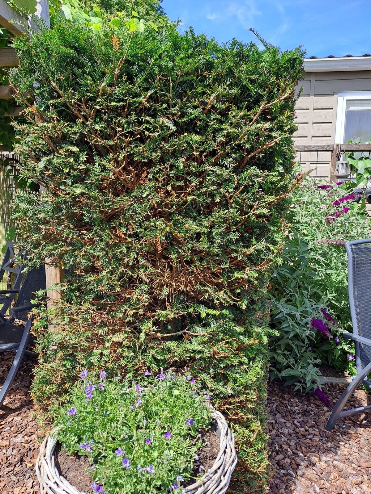 Gezonde Taxus Baccata haag (2,5m x 2m) zelf uitgraven, Vaste plant, Bloeit niet, Halfschaduw, Ophalen