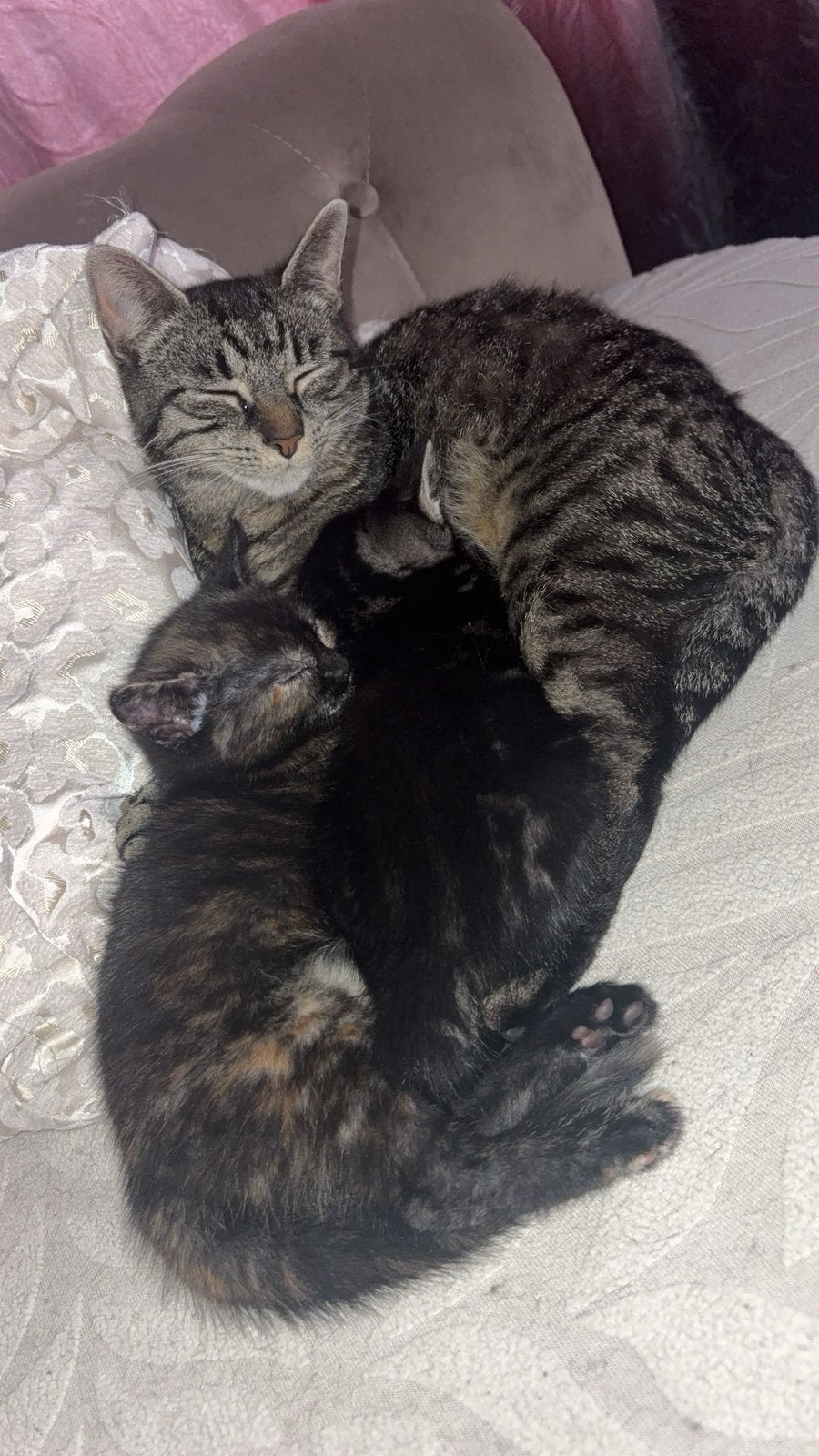 Lieve lapjes kitten te koop, Dieren en Toebehoren, Katten en Kittens | Overige Katten, Poes