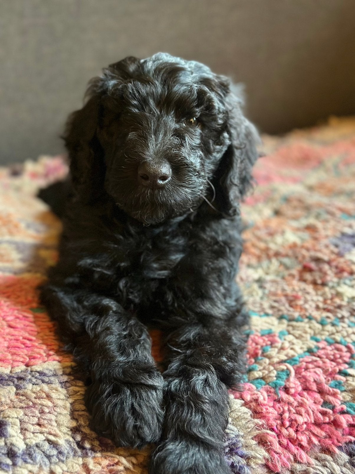 Labradoodle Pups - puppy's, 8 tot 15 weken, Meerdere, Meerdere dieren, Middel
