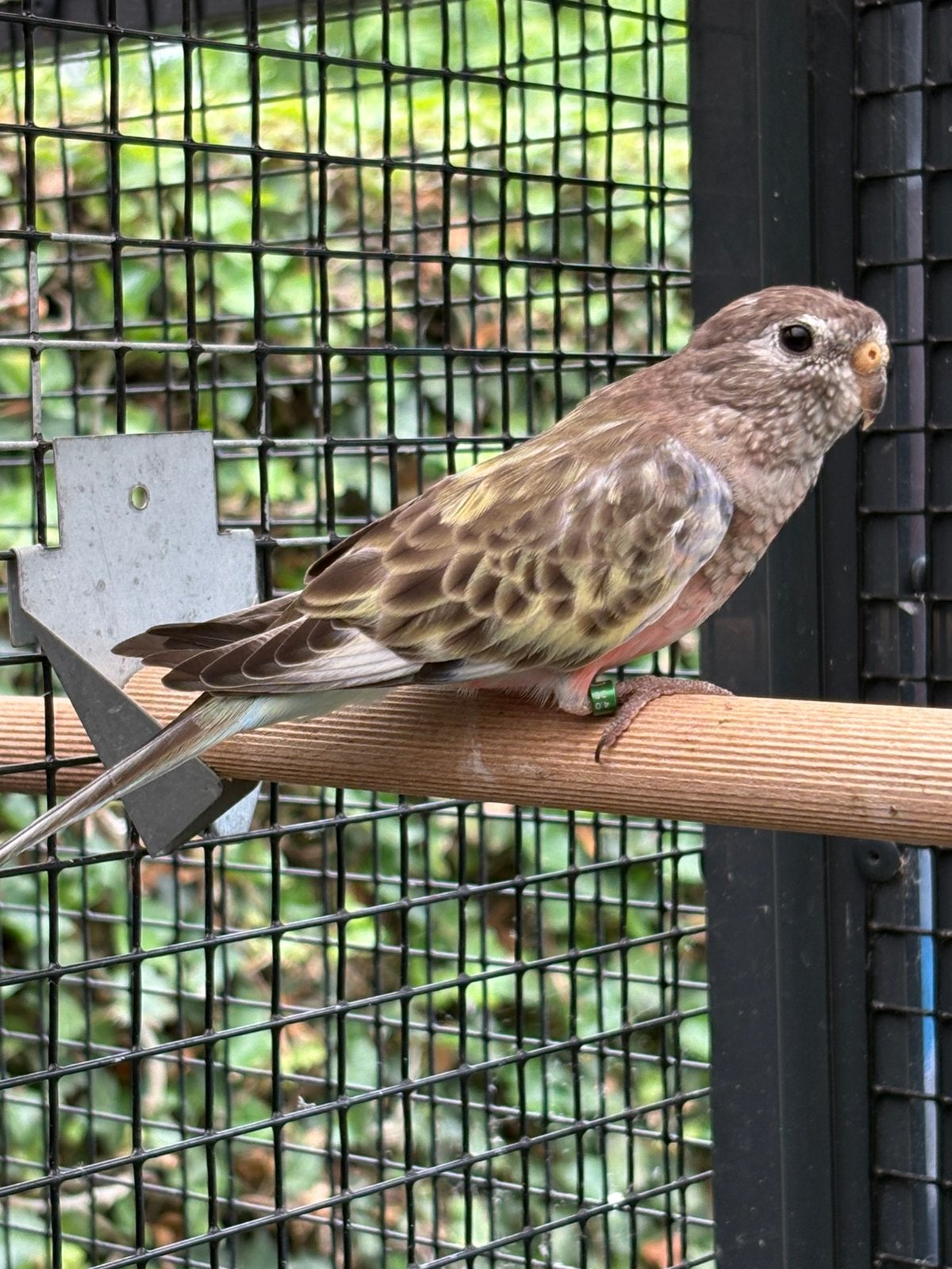 Bourke parkiet, Vrouwelijk, Parkiet, Geringd