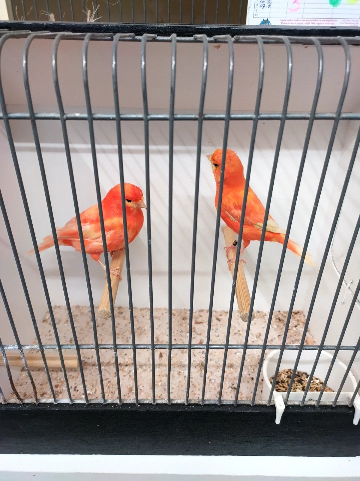 kanarie rood rode kleur, Meerdere dieren, Kleurkanarie