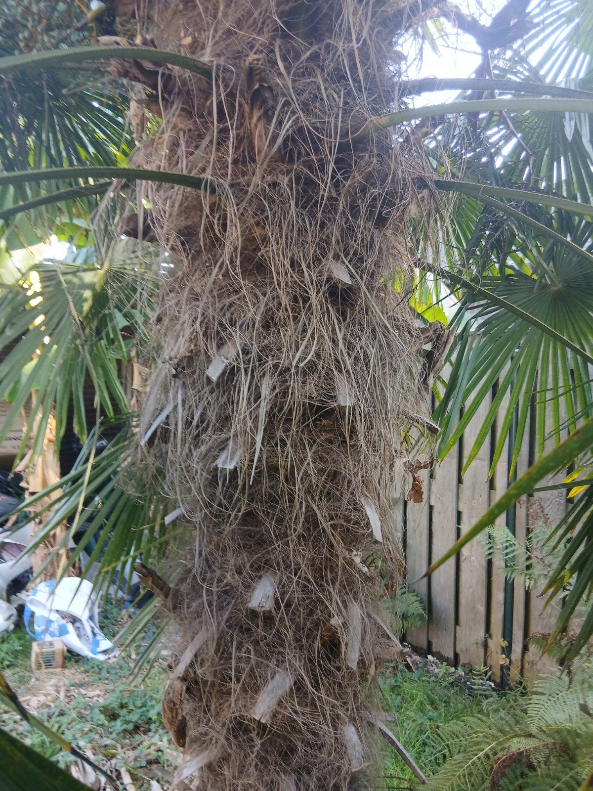 Grote Palmboom - Ideaal voor Exotische Tuin, Volle zon, Bloeit niet, Ophalen of Verzenden, Palmboom