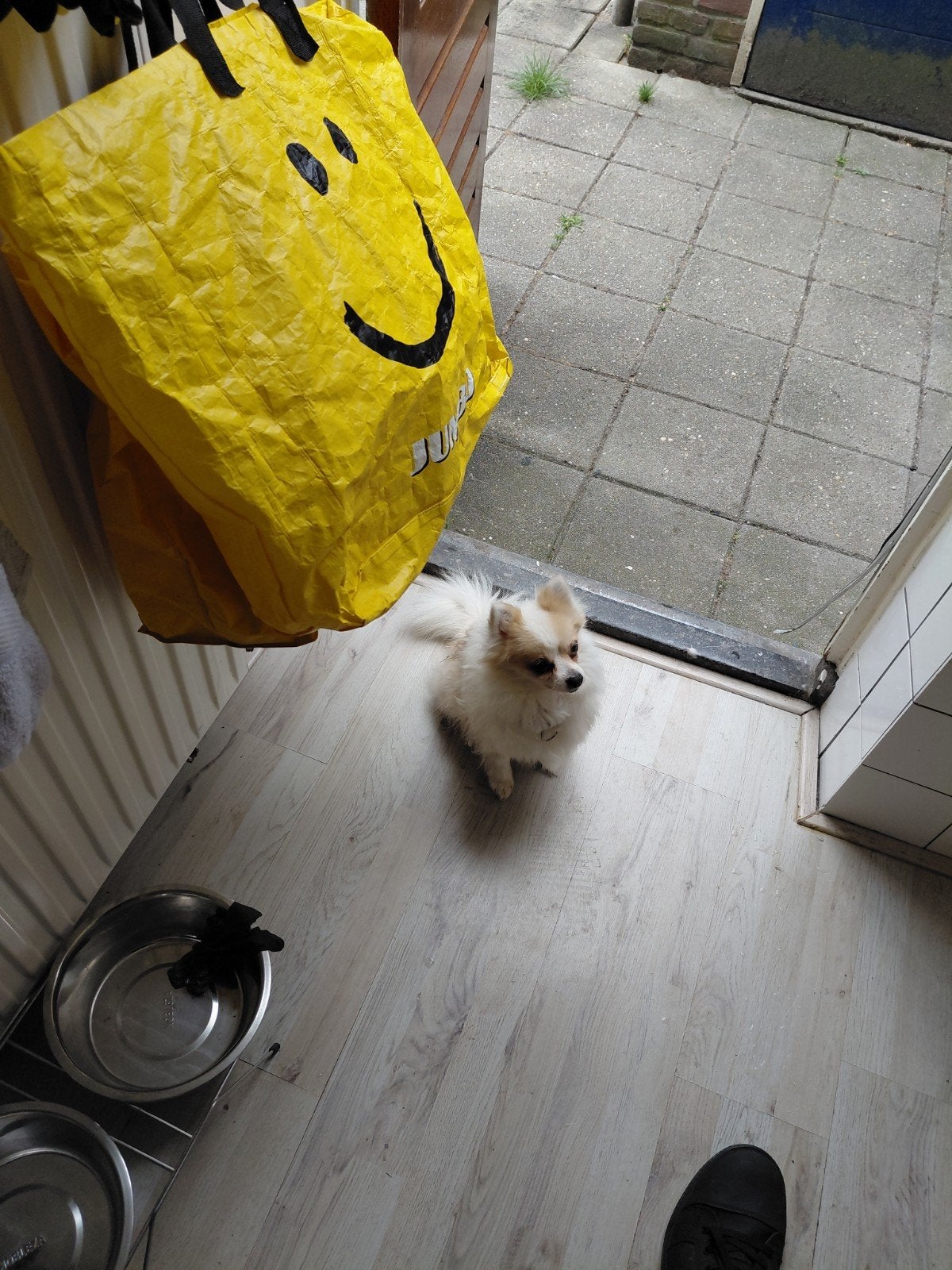lieve pomeriaan te koop, Parvo, 6 jaar of ouder, Teef, Eén hond