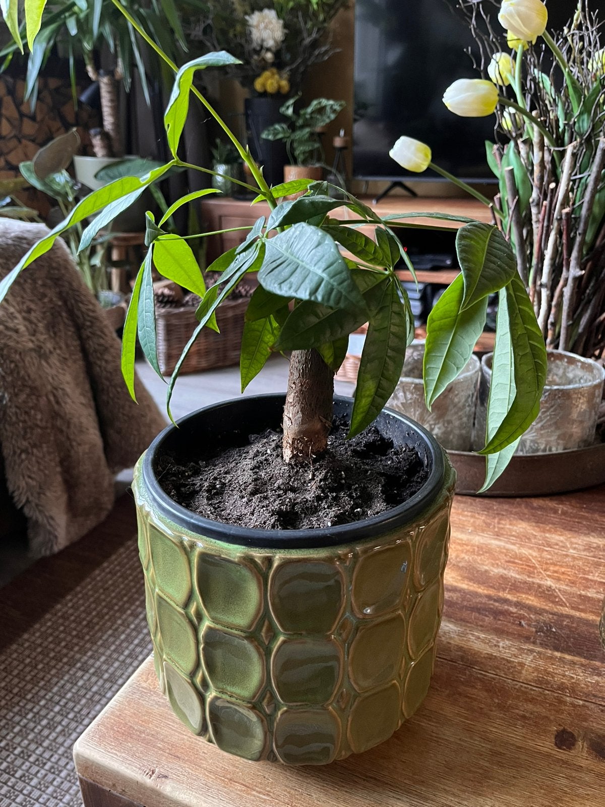 Geldboompje in groene pot, Ophalen, Halfschaduw, Minder dan 100 cm