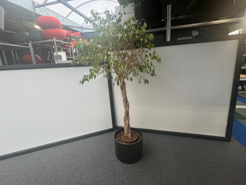 Plant + plantenbak, Tuin en Terras, Bloembakken en Plantenbakken, Ophalen, Rond, Kunststof, Minder dan 30 cm