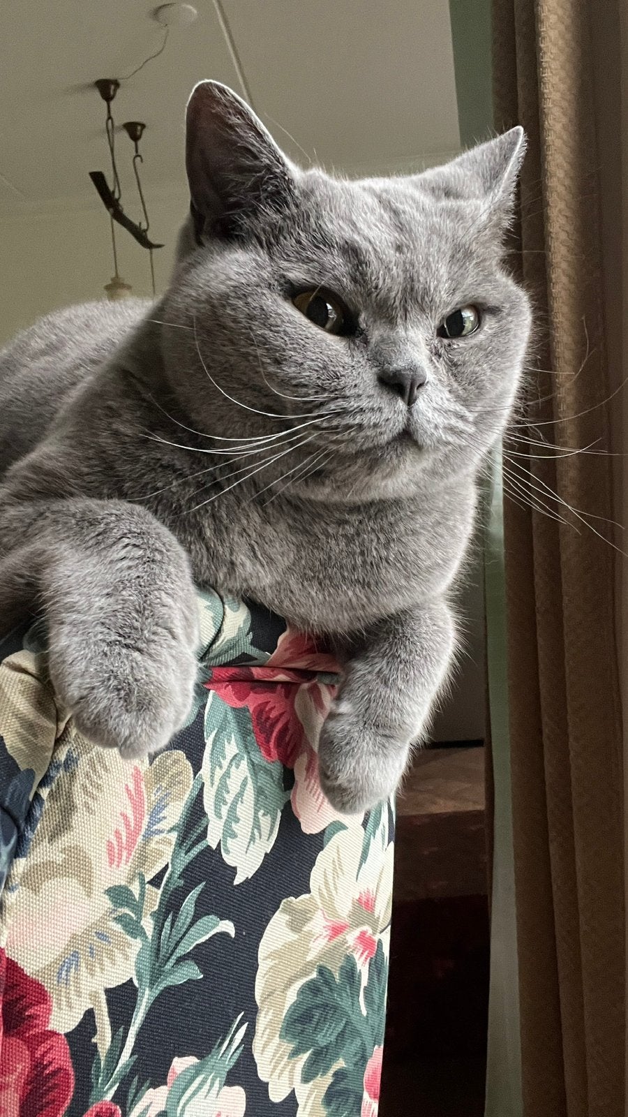 Britse korthaar met al zijn spullen, Kater, Gechipt, 3 tot 5 jaar