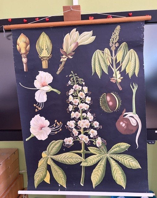 schoolplaten, Ophalen, Natuur en Biologie