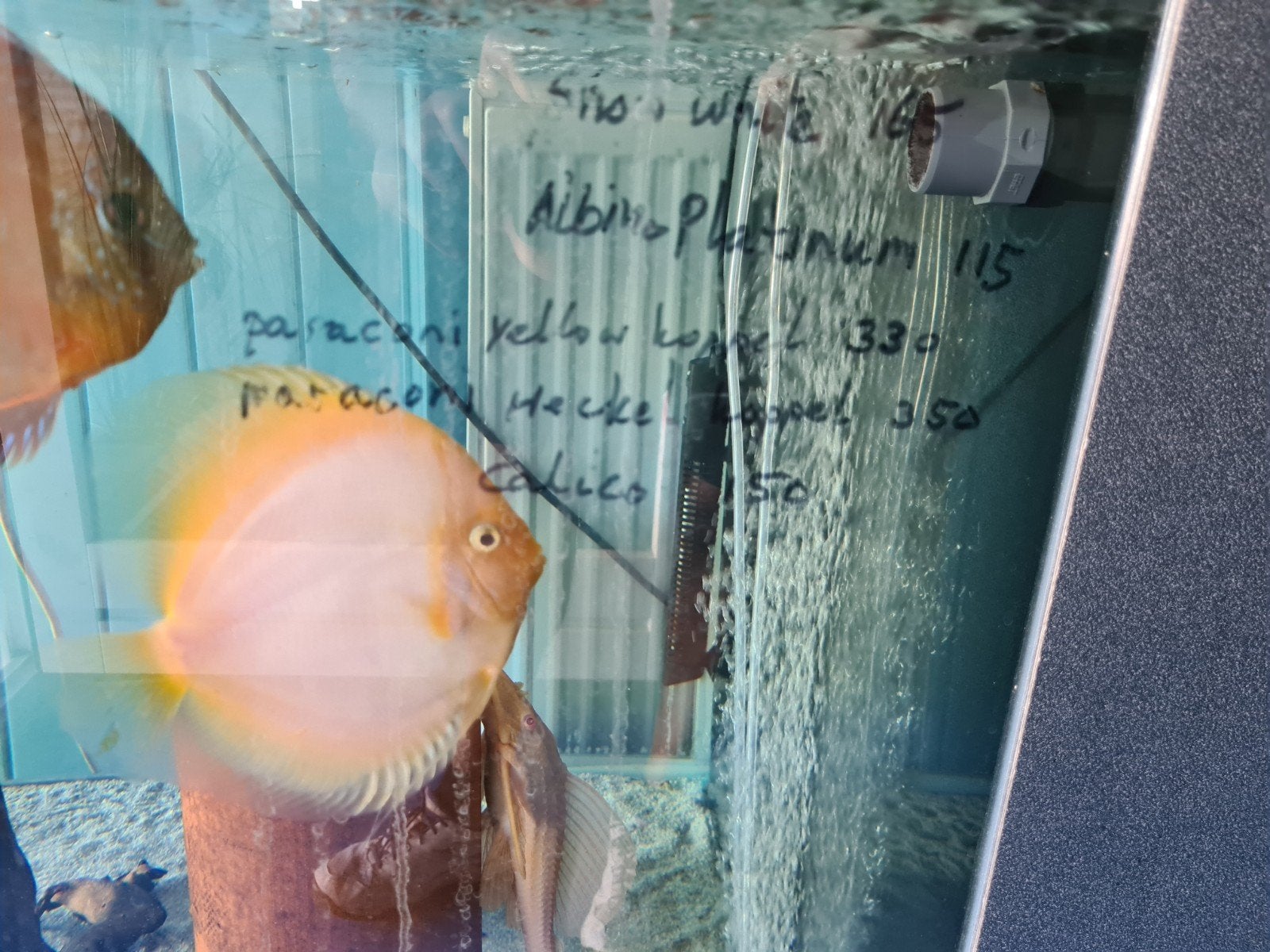 Snow White Discus, Dieren en Toebehoren, Vissen | Aquariumvissen, Vis, Zoetwatervis