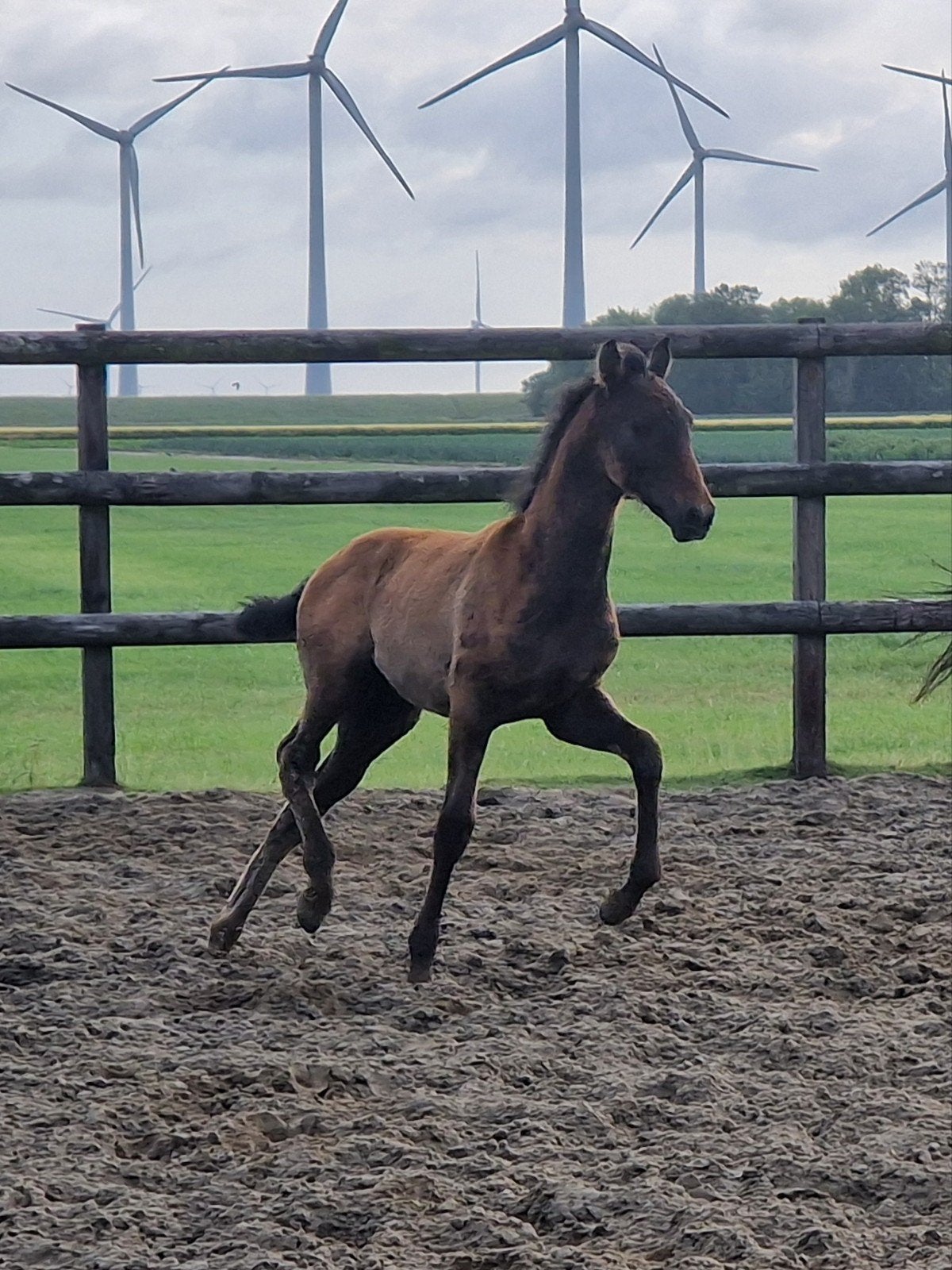 Mega knap robuust lusitano hengst veulen, Dieren en Toebehoren, Paarden, Minder dan 160 cm, Met stamboom, Niet van toepassing