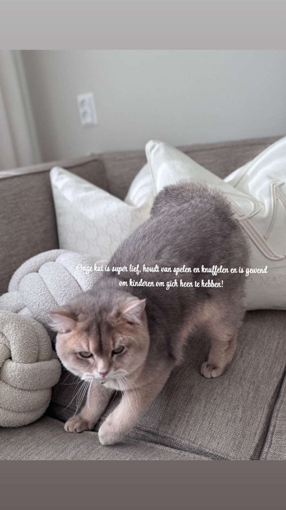 Lieve britse korthaar, Dieren en Toebehoren, Kater, Ontwormd, 0 tot 2 jaar