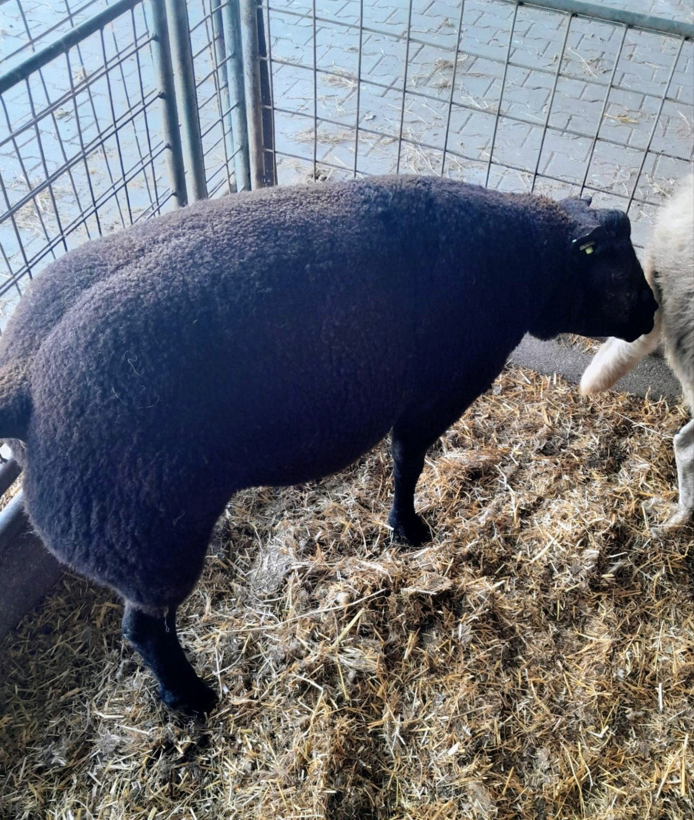 Blauwe Dekram, Mannelijk, Schaap