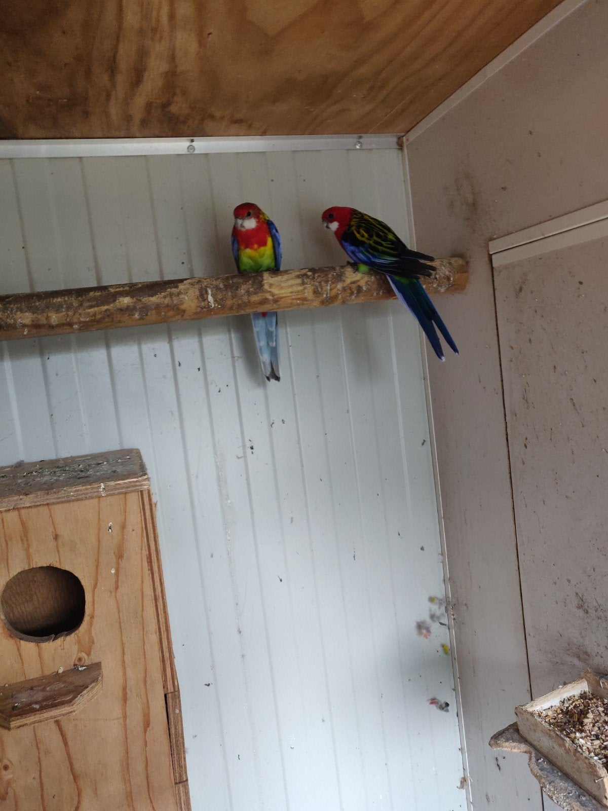 Rosellas wildkleur, Meerdere dieren, Parkiet, Geringd