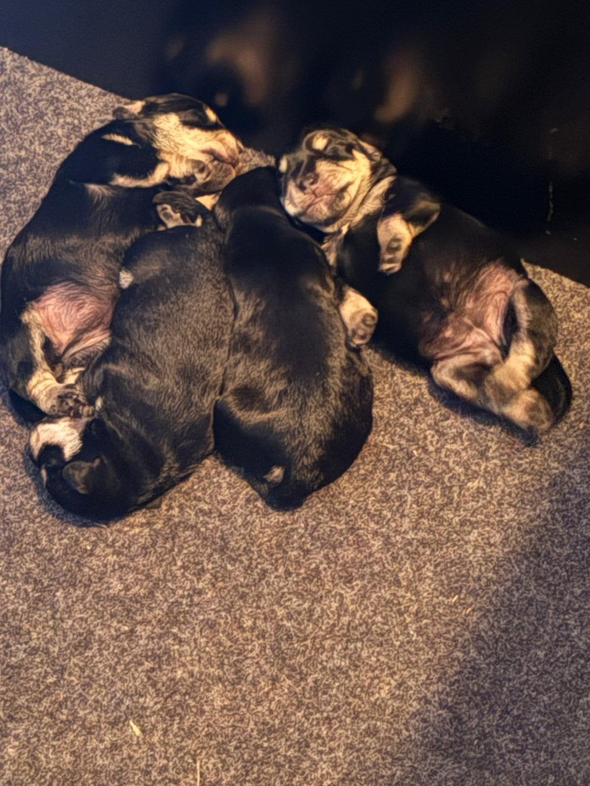 dwergschnauzer, dwerg schnauzer, puppy's, zwart-zilver, Dieren en Toebehoren, 8 tot 15 weken, Dwerg, Meerdere, Meerdere dieren