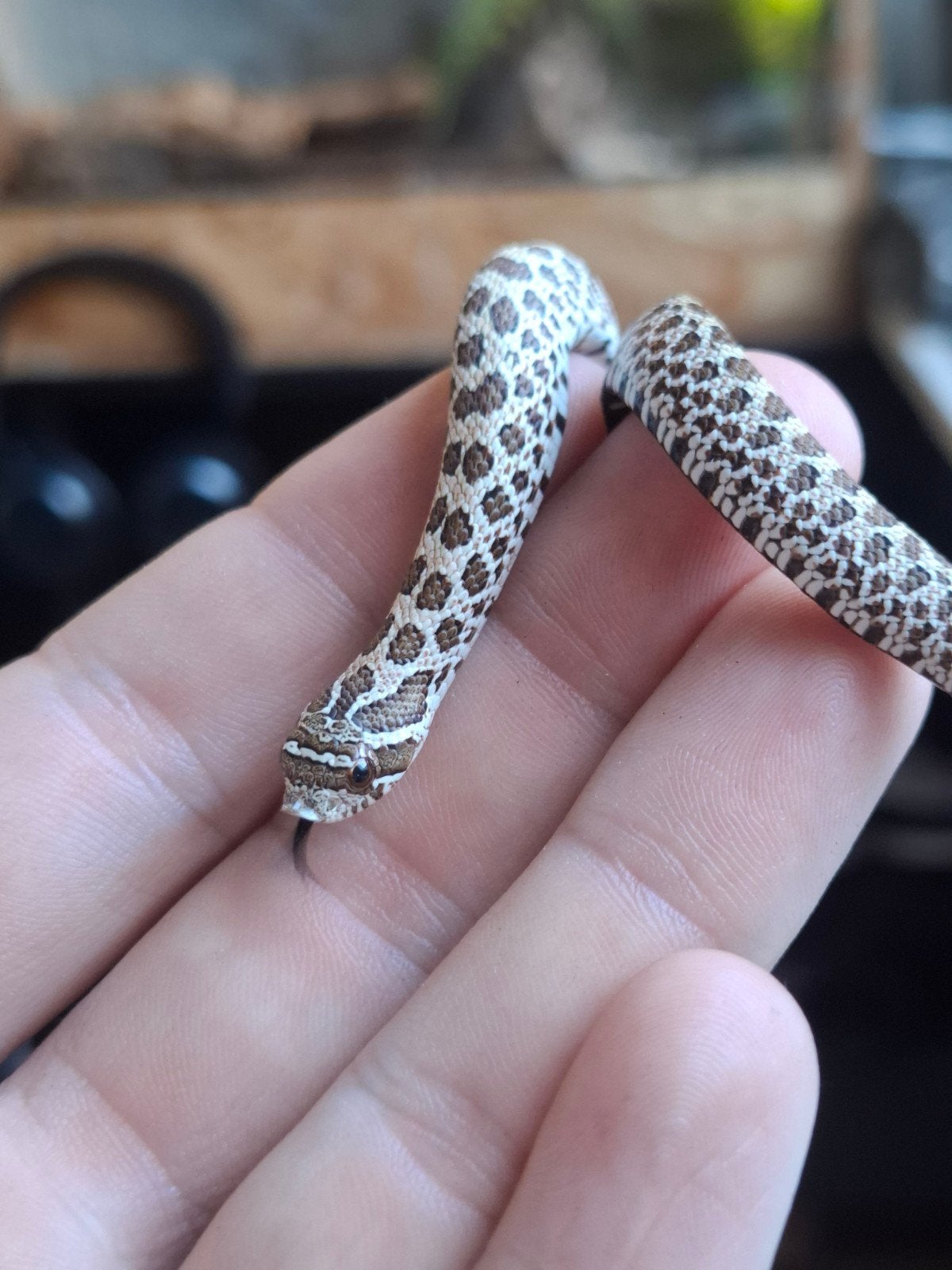 artic haakneus Hognose Snake - unknown for sale from Thomas